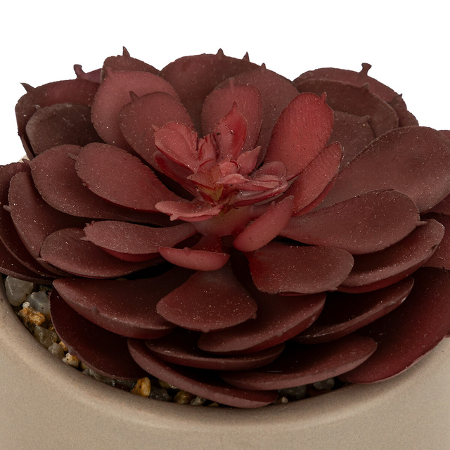 Mix de suculente Nils înălțime 12 cm -gri