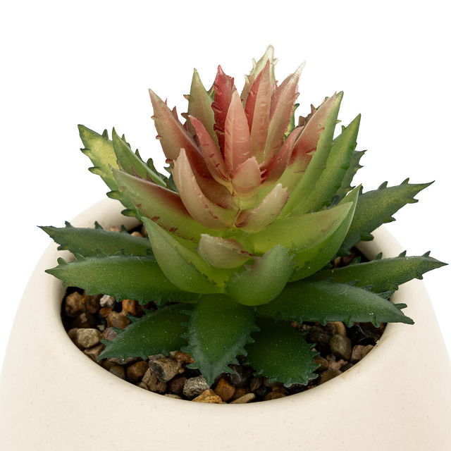 Suculentă Livy înălțime 17 cm ASR expusă -alb