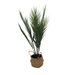 Planta de palmier artificiala in cos, 64 cm