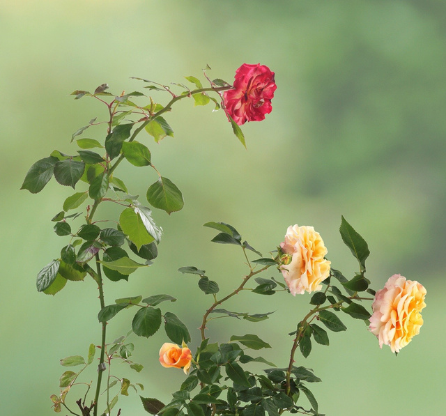 Suport pentru flori 2in1, 5 bucati