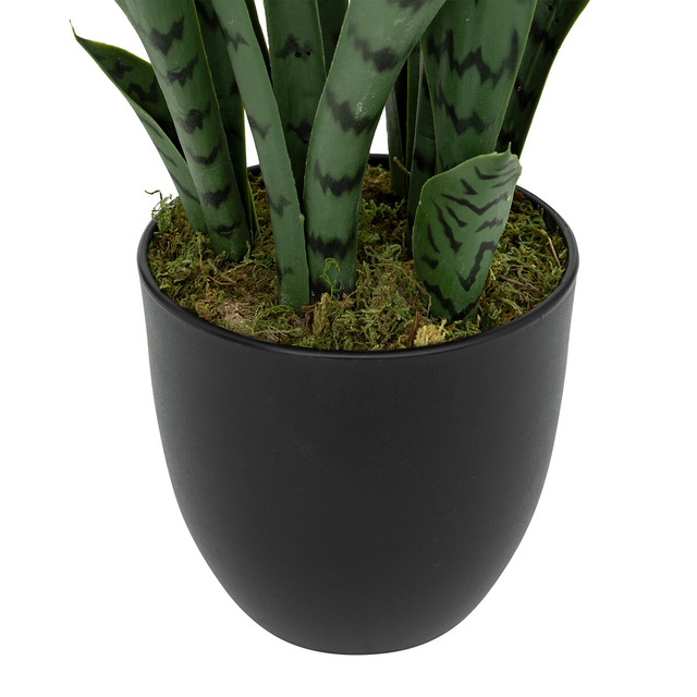 Sansevieria cu ghiveci din plastic Toby înălțime 90 cm