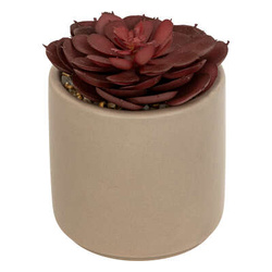 Mix de suculente Nils înălțime 12 cm -gri