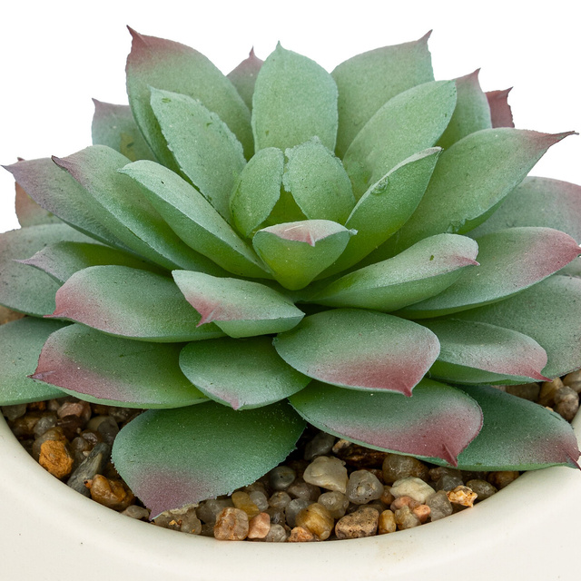 Mix de suculente Nils înălțime 12 cm -alb