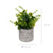 Suculent artificial în ghiveci cu dungi FEGREE, Ø 10 cm