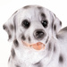Figurina de gradina caine dalmatian, inaltime 28 cm, din piatra artificiala