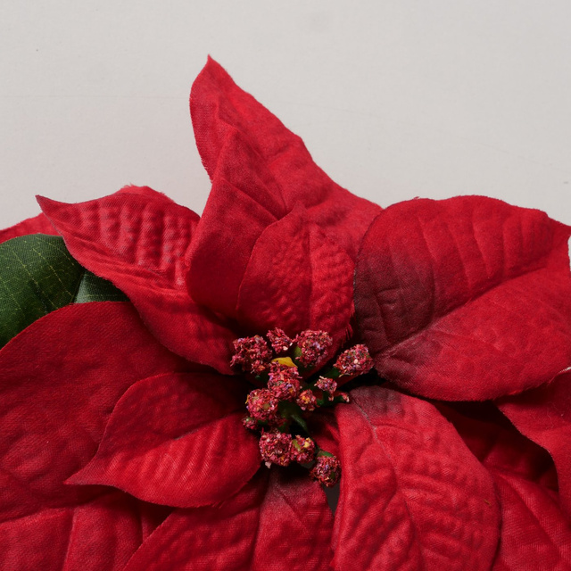 Coroană de Crăciun din flori de stea, Ø 50 cm