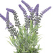 Flori artificiale in ghiveci LAVANDA, 36 cm