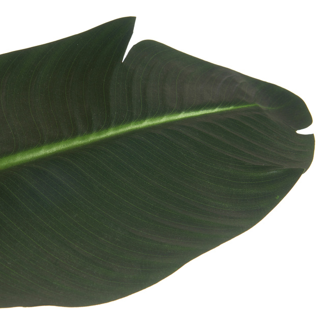 Plantă artificială strelitzia NICOLAI în ghiveci, 120 cm