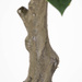 Planta artificială arbore de cauciuc, 69 cm