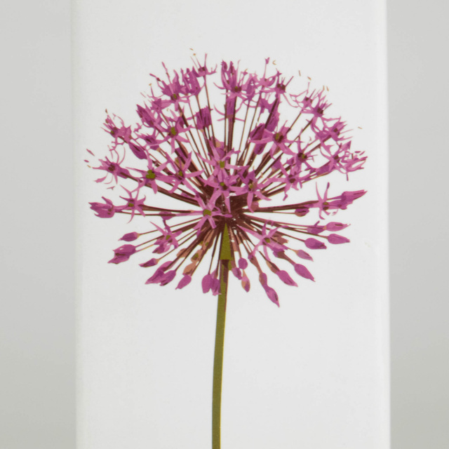 Umidificator pentru calorifer, motiv păpădie roz, Ceramică