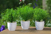 Planta artificiala in ghiveci alb, Ø 15 cm