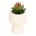 Suculentă Livy înălțime 17 cm ASR expusă -alb