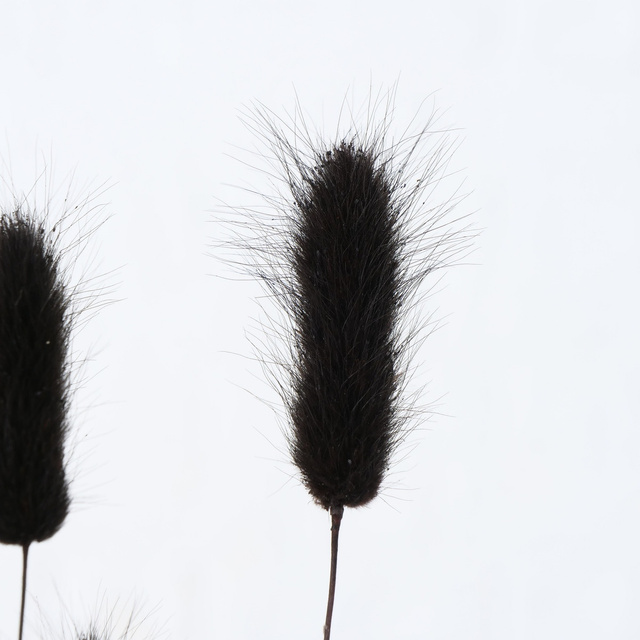 Crengute decorative pentru vaza, uscate, 70 cm