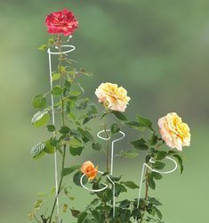 Suport pentru flori 2in1, 5 bucati