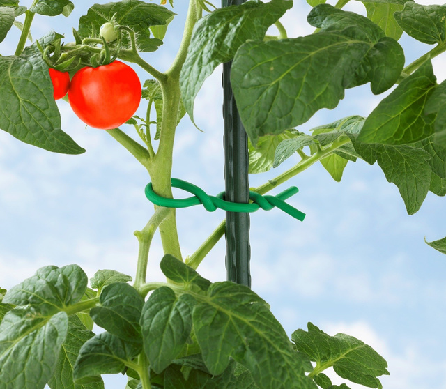 Snur de legătură pentru roșii, 6 m