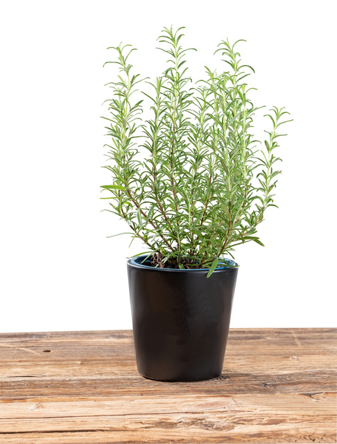 Ghiveci plante KURO, ceramică, Ø 13 cm, WENKO