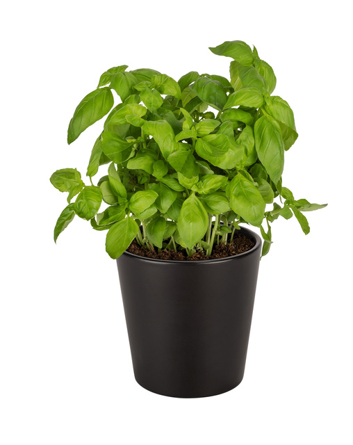 Ghiveci plante KURO, ceramică, Ø 13 cm, WENKO