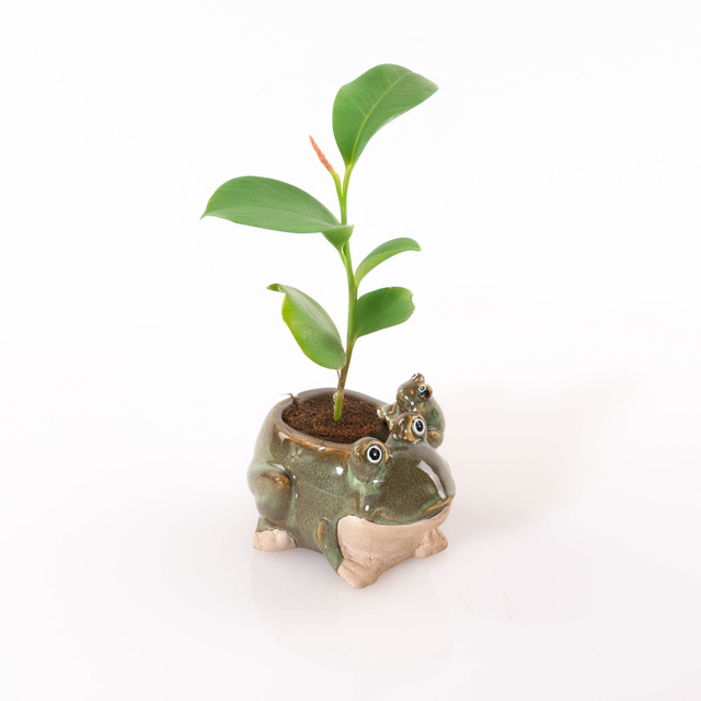 Ghiveci de gradina din portelan, broasca, 15 x 11 cm