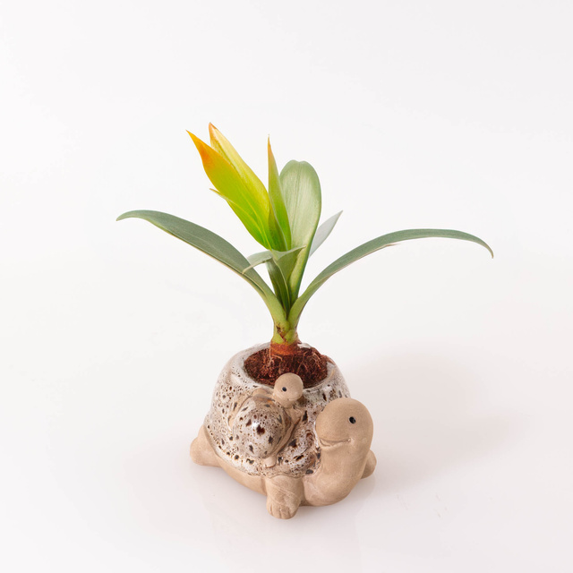 Ghiveci de gradina din portelan, broasca testoasa, 15 x 11 cm