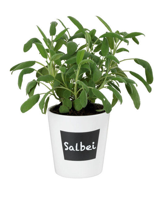 Ghiveci din ceramică WAIA, alb, ∅ 13, WENKO