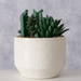 Planta suculenta artificiala, 12 cm