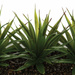 Set 3 plante artificiale aloe vera, 31 cm