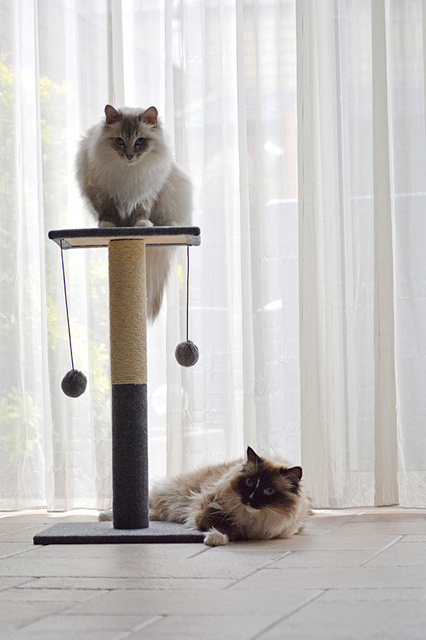 Arbore de pisică cu pompon, 60 cm