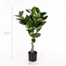 Planta artificială arbore de cauciuc, 69 cm