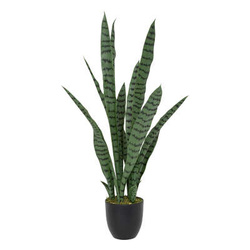 Sansevieria cu ghiveci din plastic Toby înălțime 90 cm