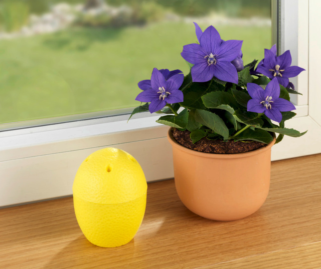 Capcană pentru muște, 2 bucăți