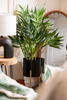 Planta artificiala in ghiveci, 80 cm
