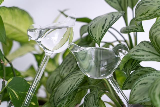 Irigator din sticlă pentru udarea plantelor PTAK - 2 bucăți în set