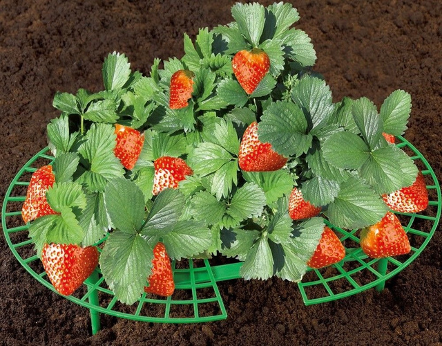 Suport pentru căpșuni, Ø 40 cm, 5 bucăți