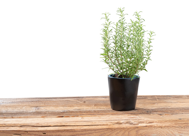 Ghiveci plante KURO, ceramică, Ø 13 cm, WENKO